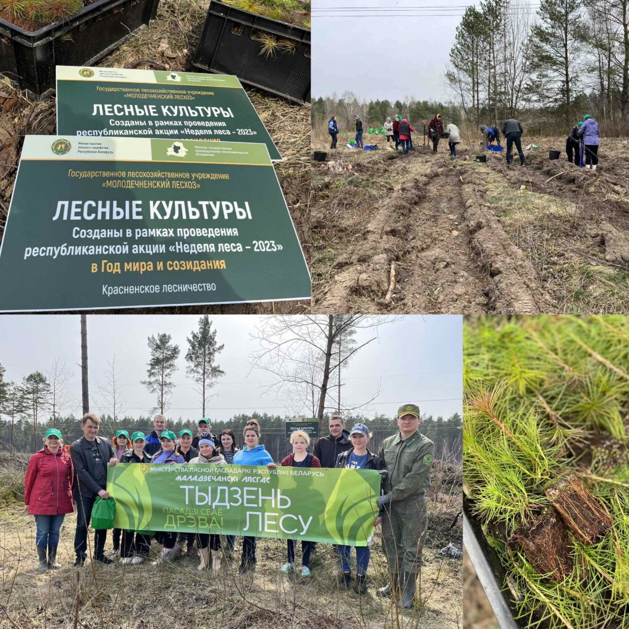 Акция «Неделя леса» прошла в Молодечненском районе
